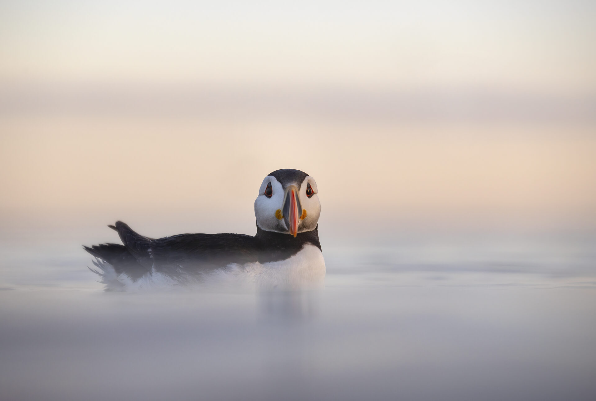 Atlantic Puffin, Farne Islands